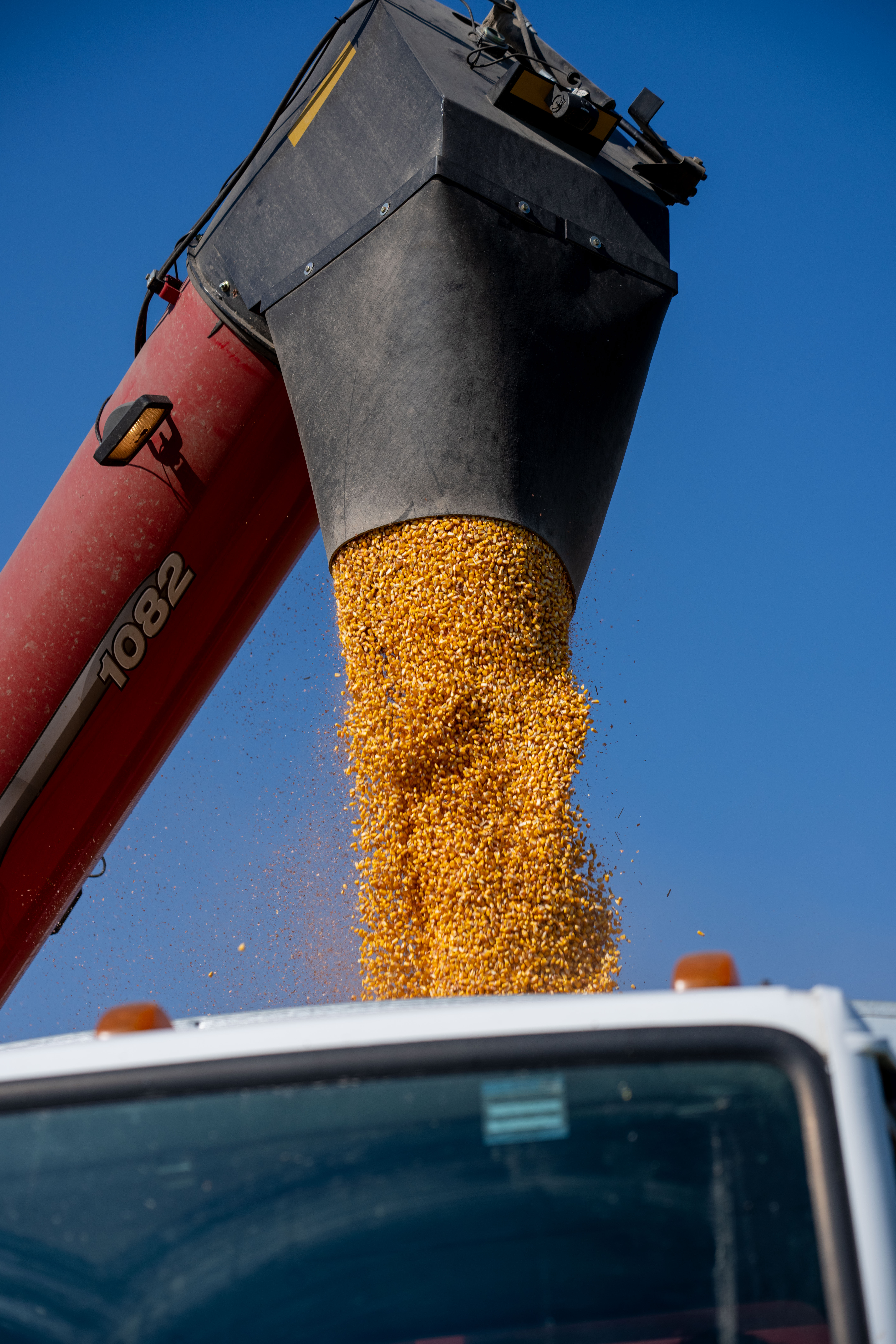 Corn Harvest
